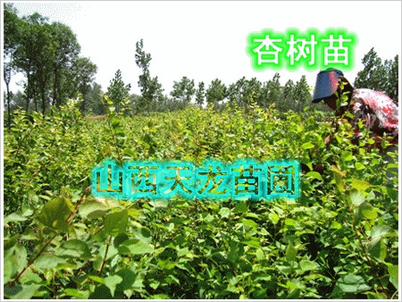 供应杏树苗金太阳